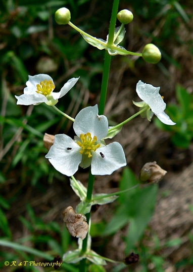{Sagittaria australis}